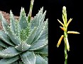 Aloe brevifolia v. postgenita fa. albo variegata