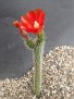 Coryocactus gracilis