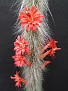 Cleistocactus winteri ssp. colademono
