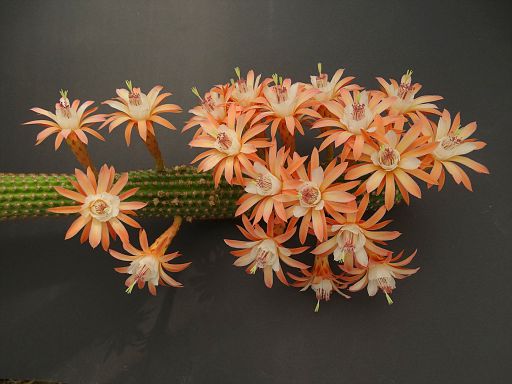Hildewinteria aureispina x Echinopsis Hybrid