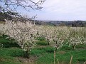 Ciliegi (Cherry trees)